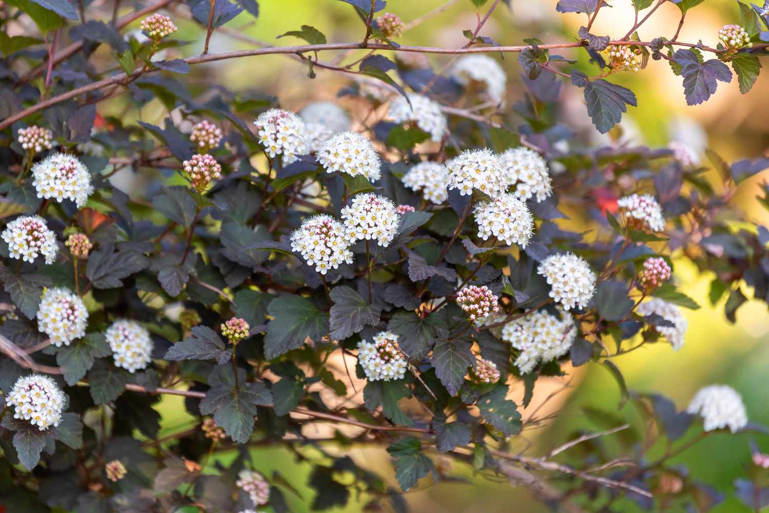 Common ninebark shrub