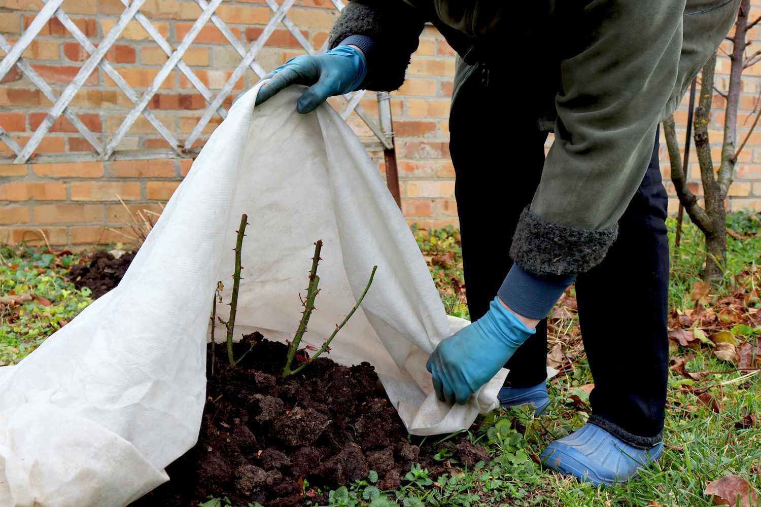 Rosen für den Winter schützen. Frostschutz für Gartenpflanzen. Herbstliche Gartenarbeit.