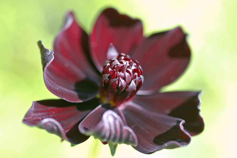Schokoladen-Kosmen sind eine beliebte 'schwarze' Blume in den ganzen Vereinigten Staaten.
