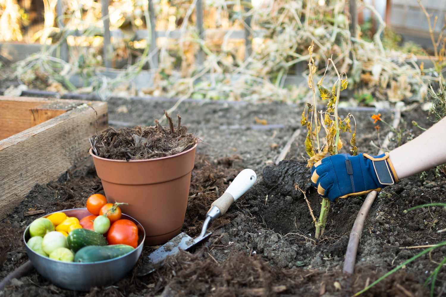 Alte Gemüsegartenpflanze neben Schale mit Gemüse entfernt 