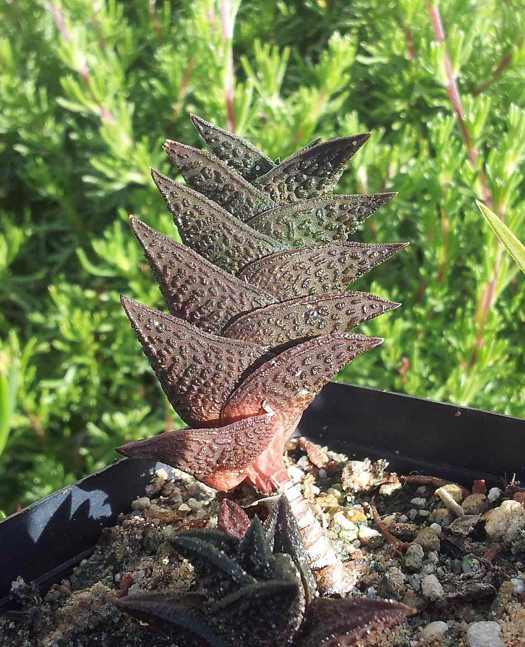 primer plano de planta de haworthia nigra en maceta al aire libre