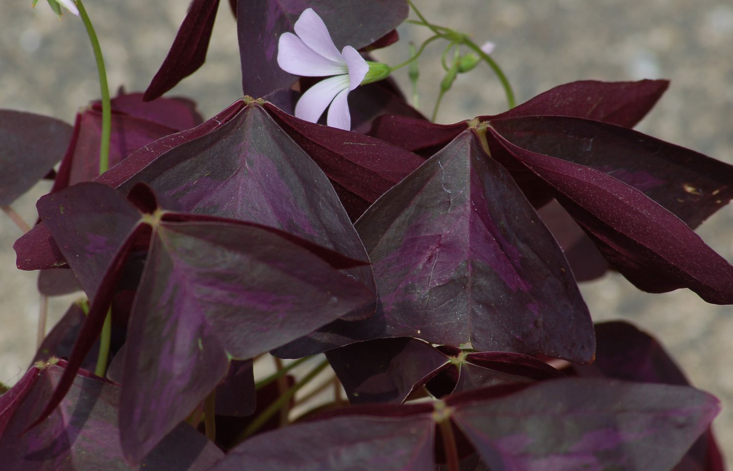 El Oxalis negro puede tener púrpura, como muestra mi foto. Este es el trébol Charmed Velvet