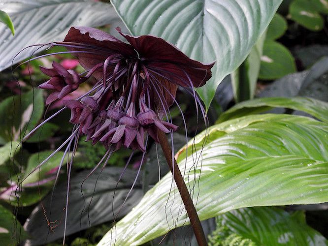 Flor murciélago de color púrpura intenso entre grandes hojas verdes brillantes.