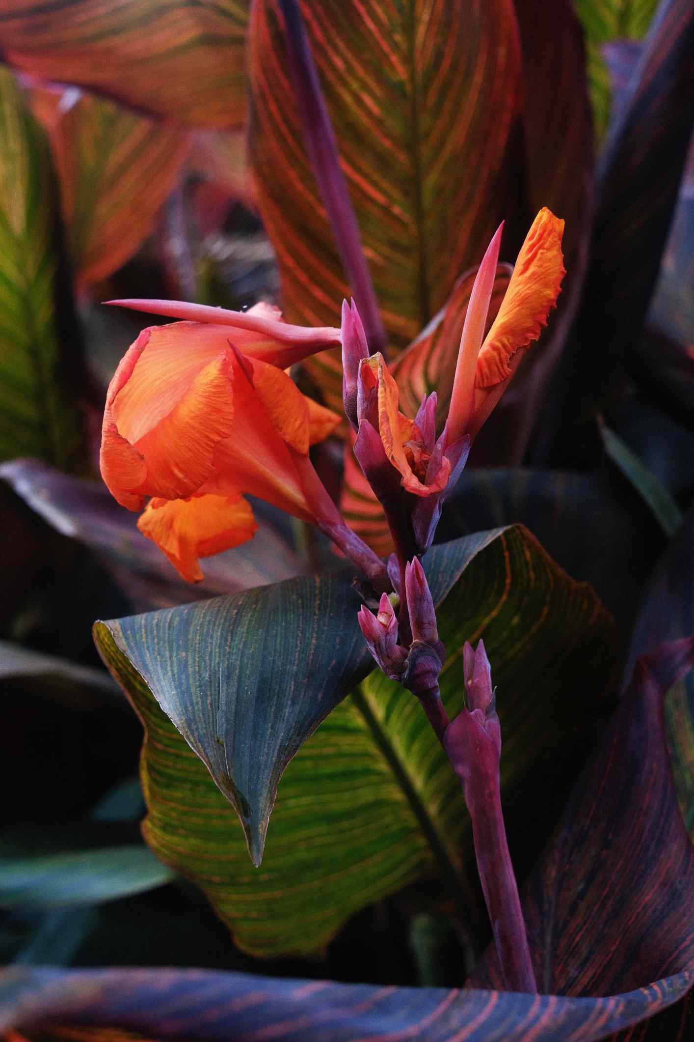 Nahaufnahme einer orange-rosa Canna-Lilie mit schwarzen und grünen Blättern