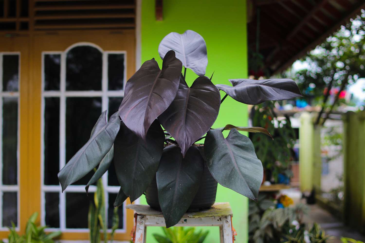 Philodendron Royal Queen mit tiefvioletten und dunkelgrünen Blättern im Hinterhof