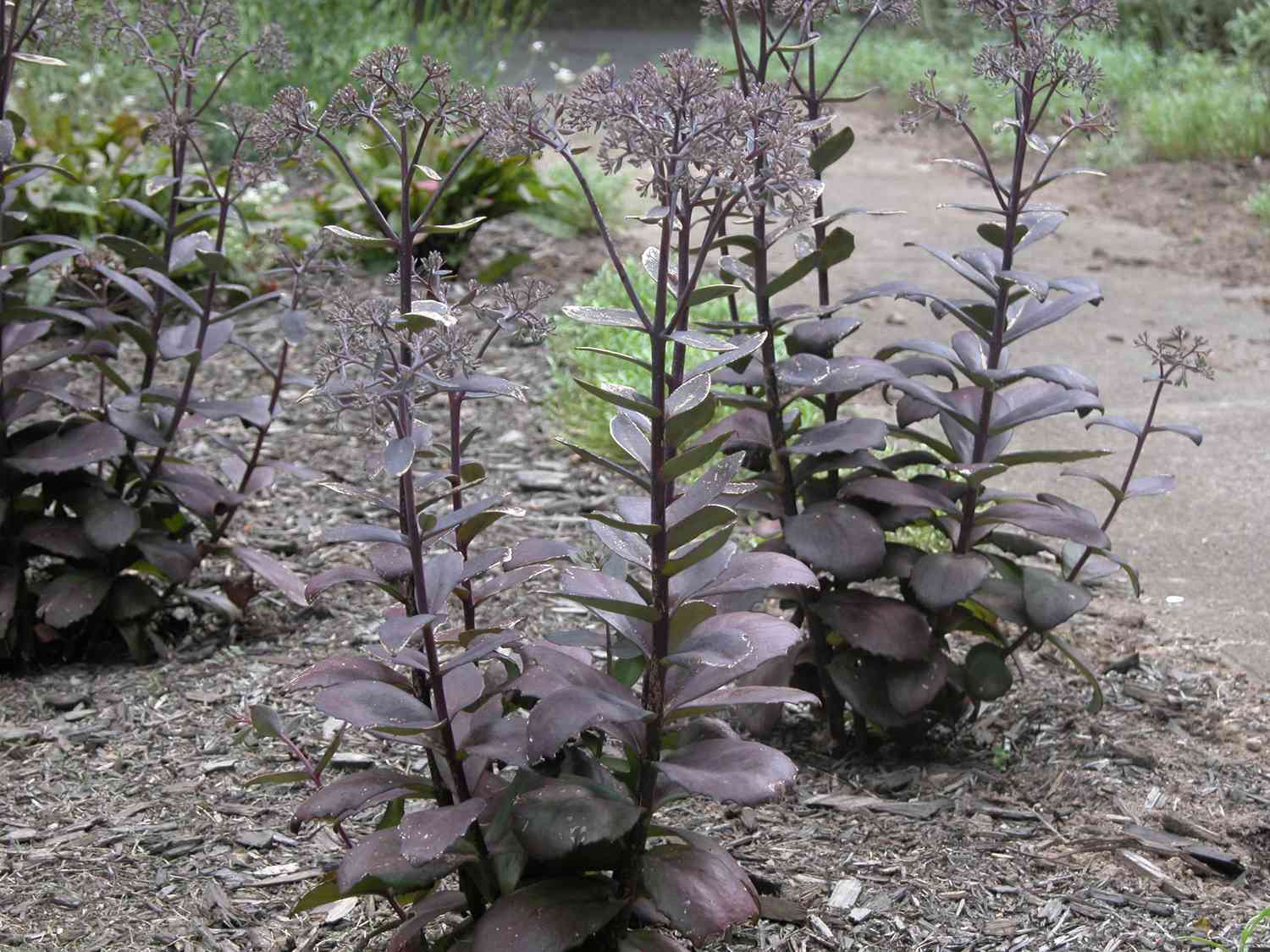 Sedum 'Black Jack'