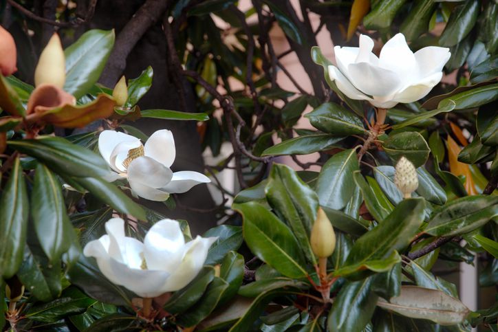 Magnolia Pequeña