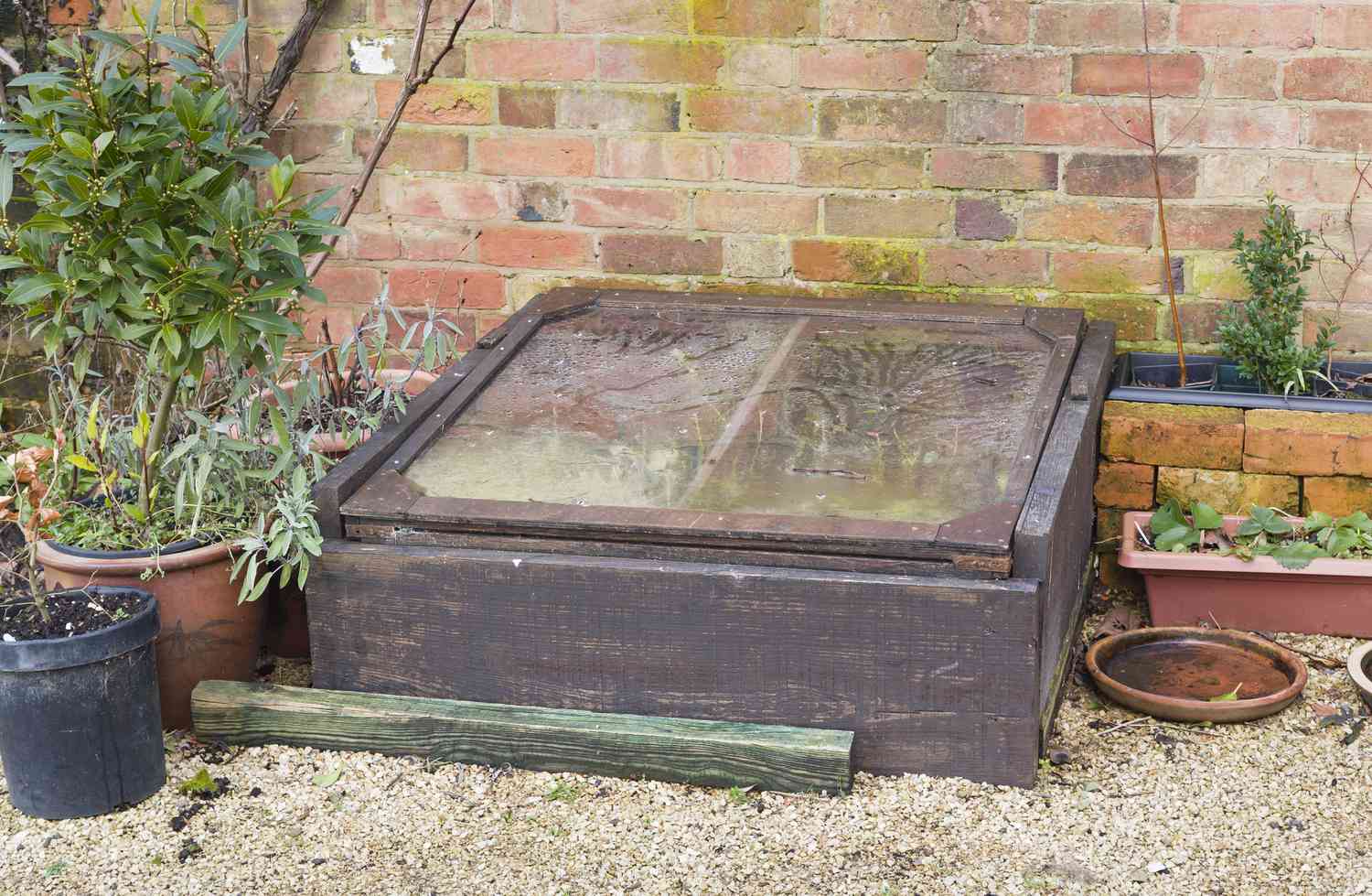 Un cadre froid fermé avec condensation dans un jardin anglais.