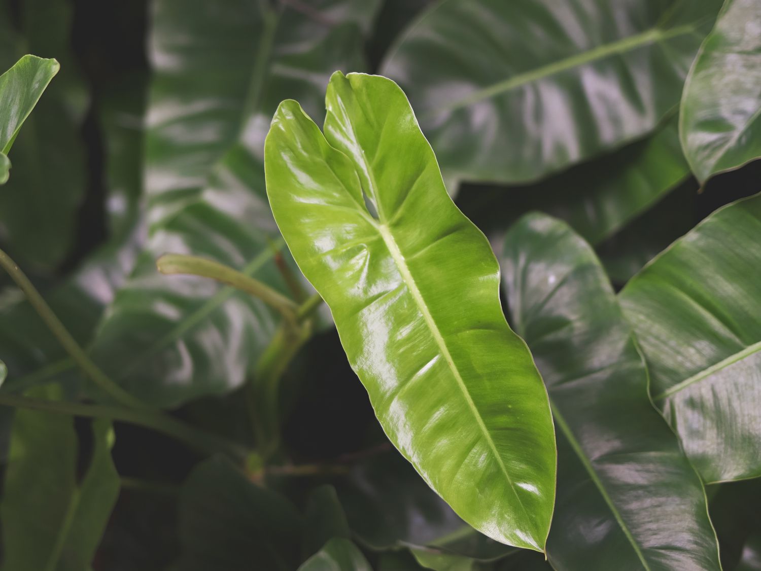 Nahaufnahme der Blätter eines Philodendron burle marx.