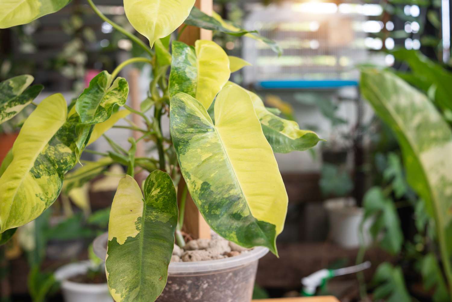 Variegated Philodendron Burle marx.