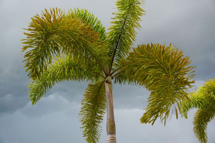 Foxtail Palm 