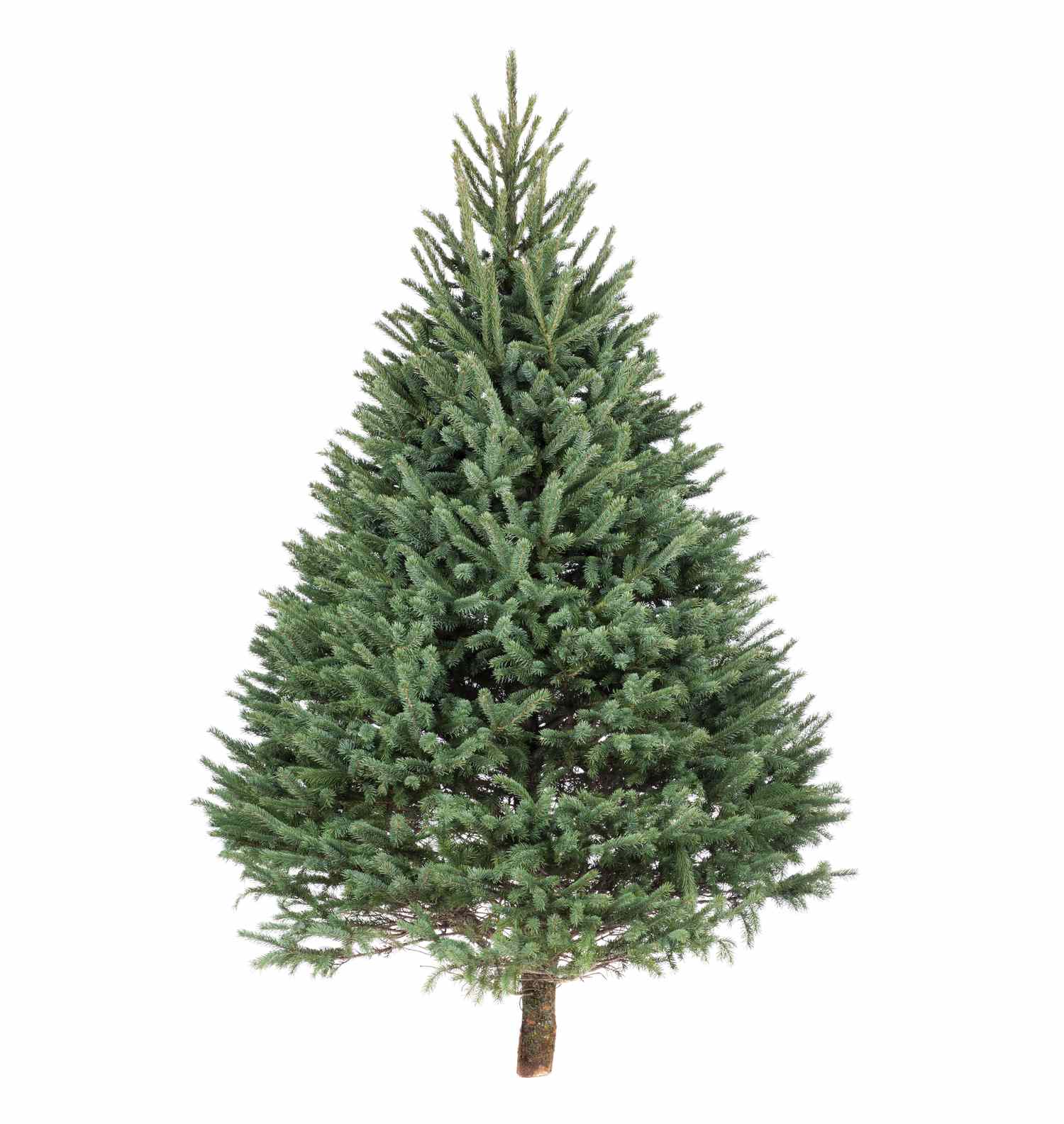 Für einen Weihnachtsbaum geschnittene Black Hills Fichte.