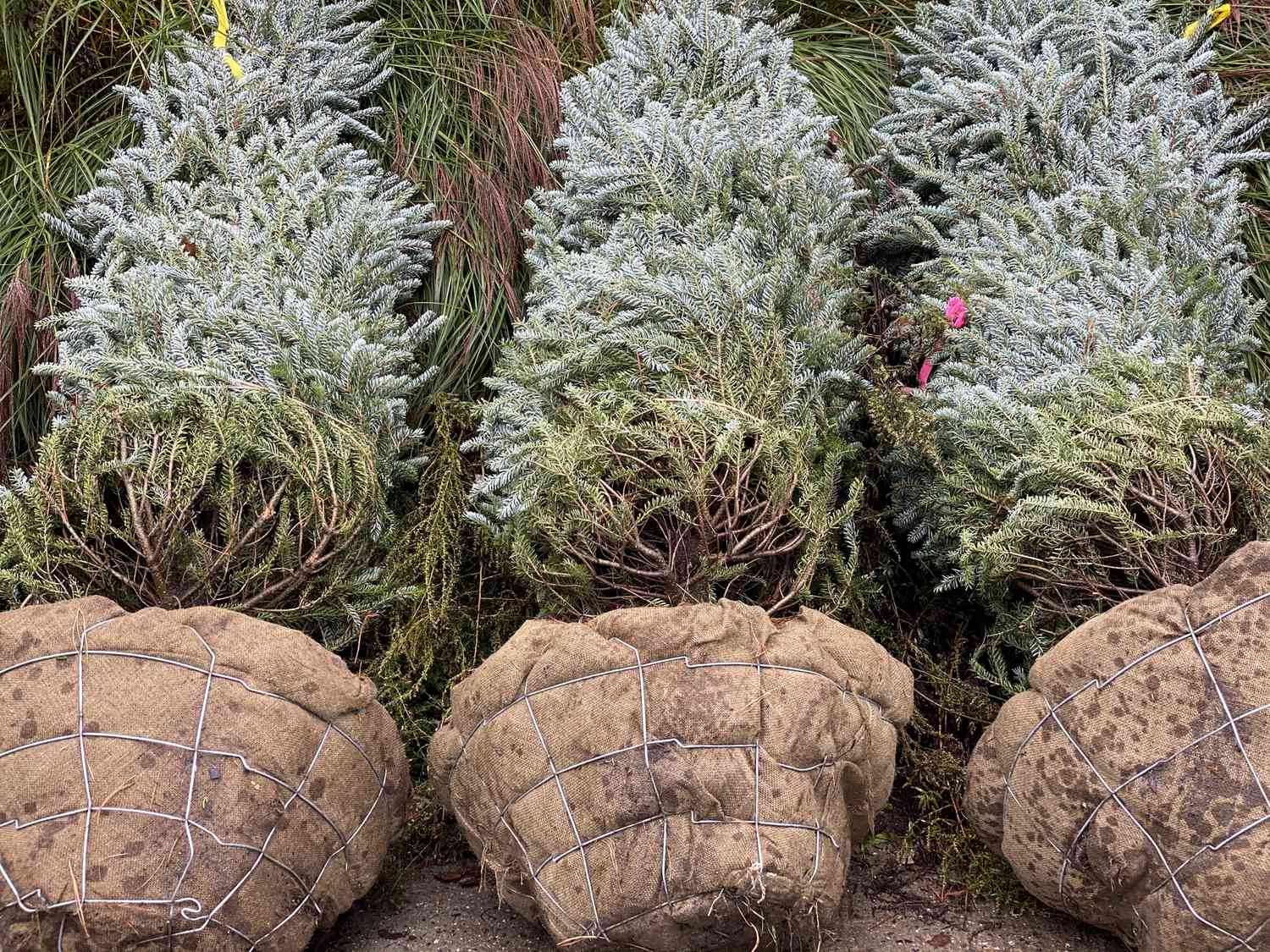 kann man einen Weihnachtsbaum umpflanzen