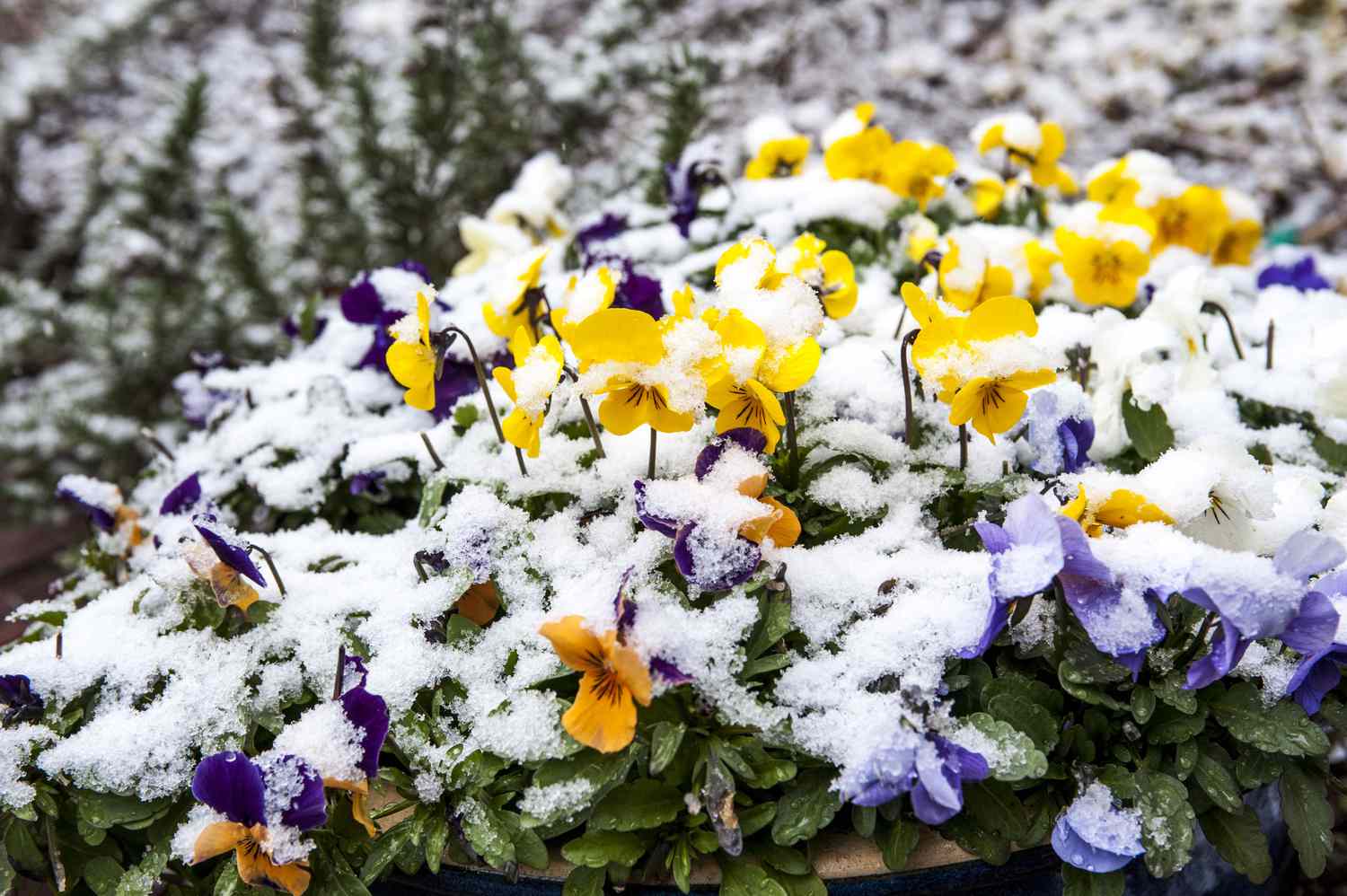 Winter Pansies