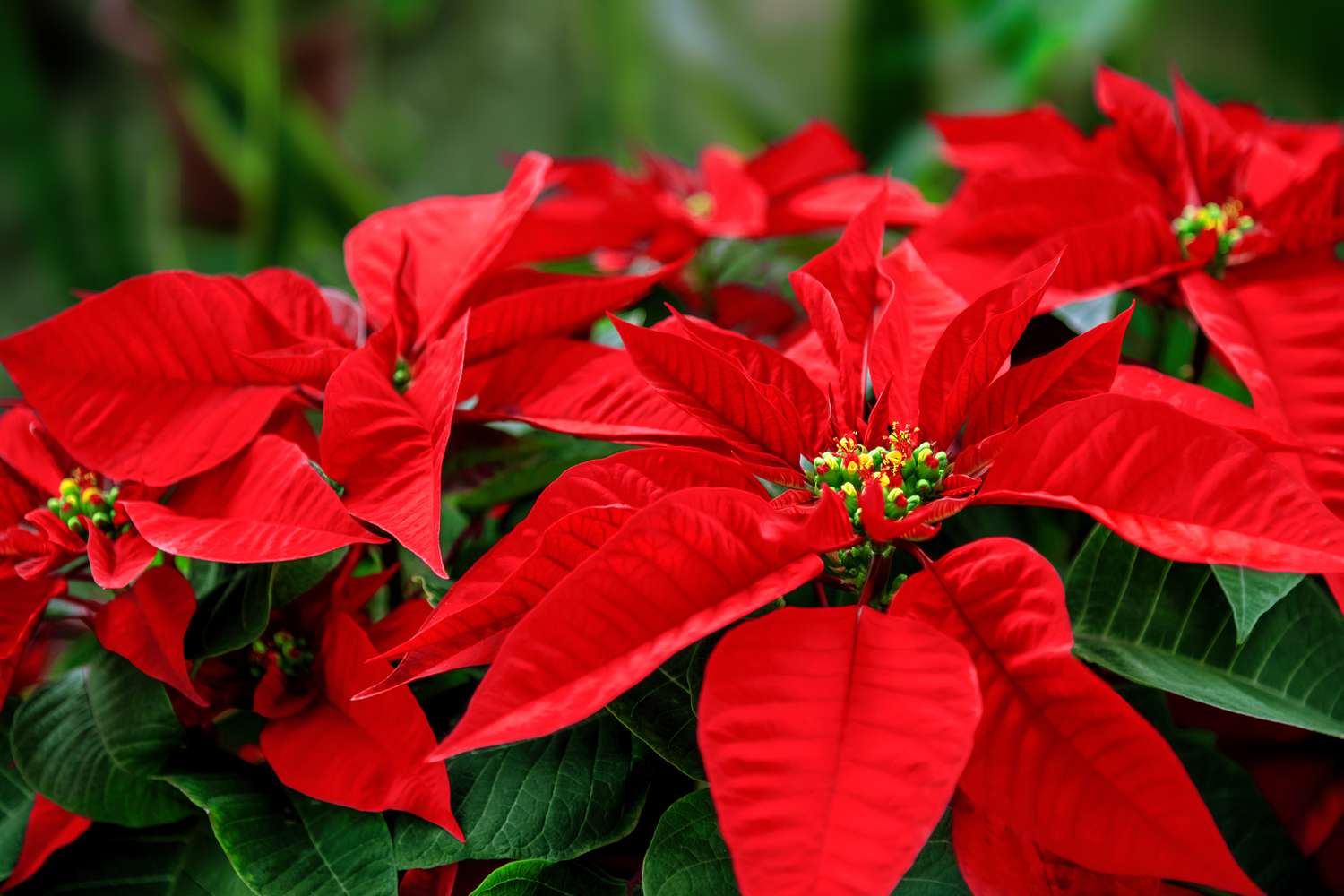 how long do poinsettias last