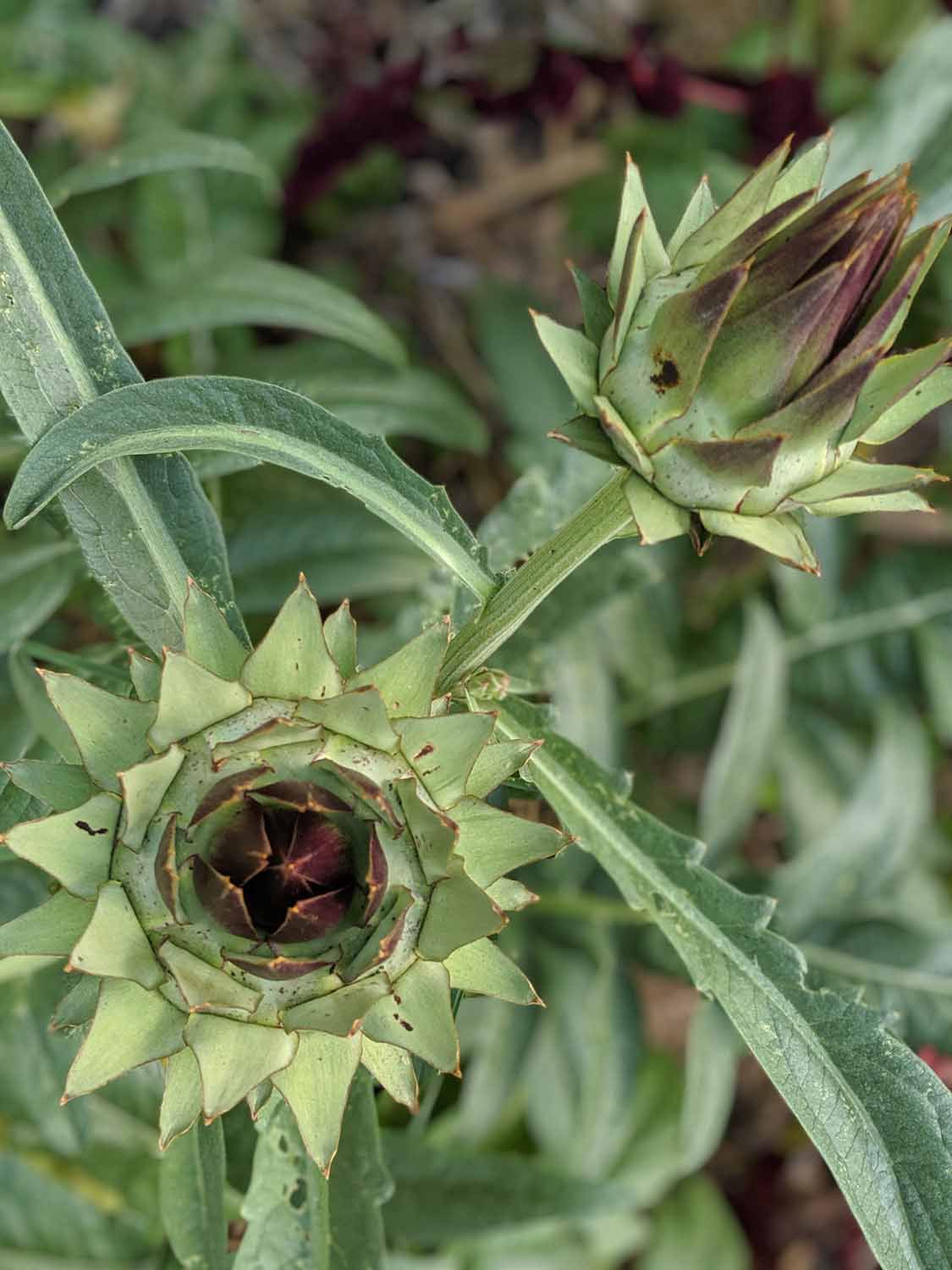 Violet Artichoke