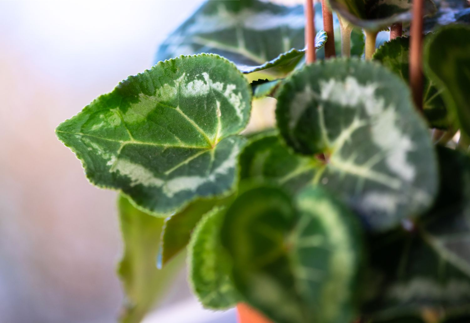 Mini-Zyklamenpflanze mit dunkelgrünen und grauen Blättern in Nahaufnahme