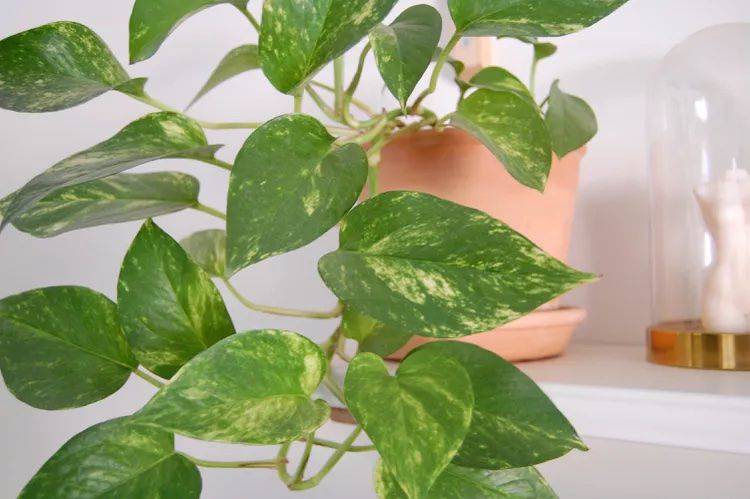 Pothos dorado con hojas variegadas.