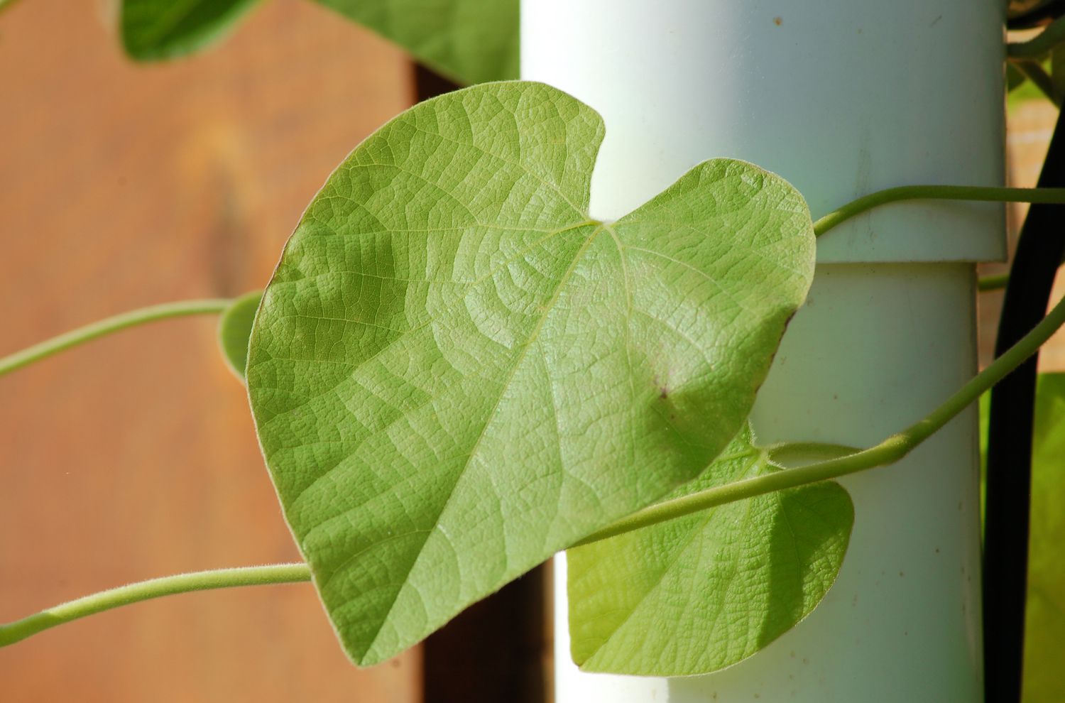 Dutchman's pipe closeup showing heart-shaped leaves.