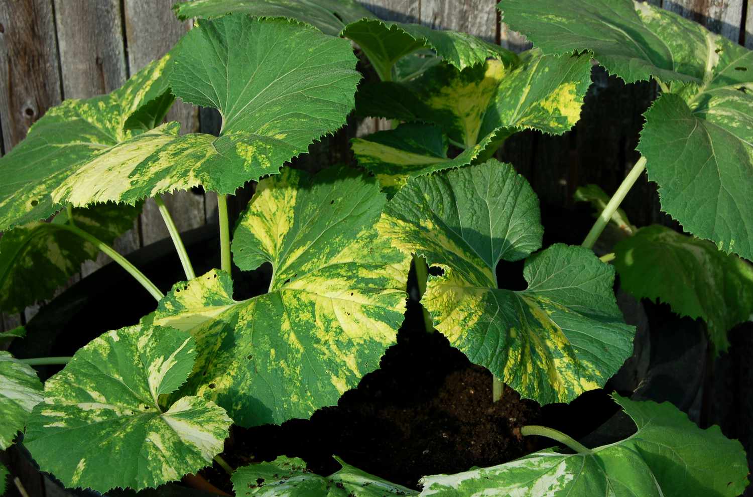 Petasita común variegada.