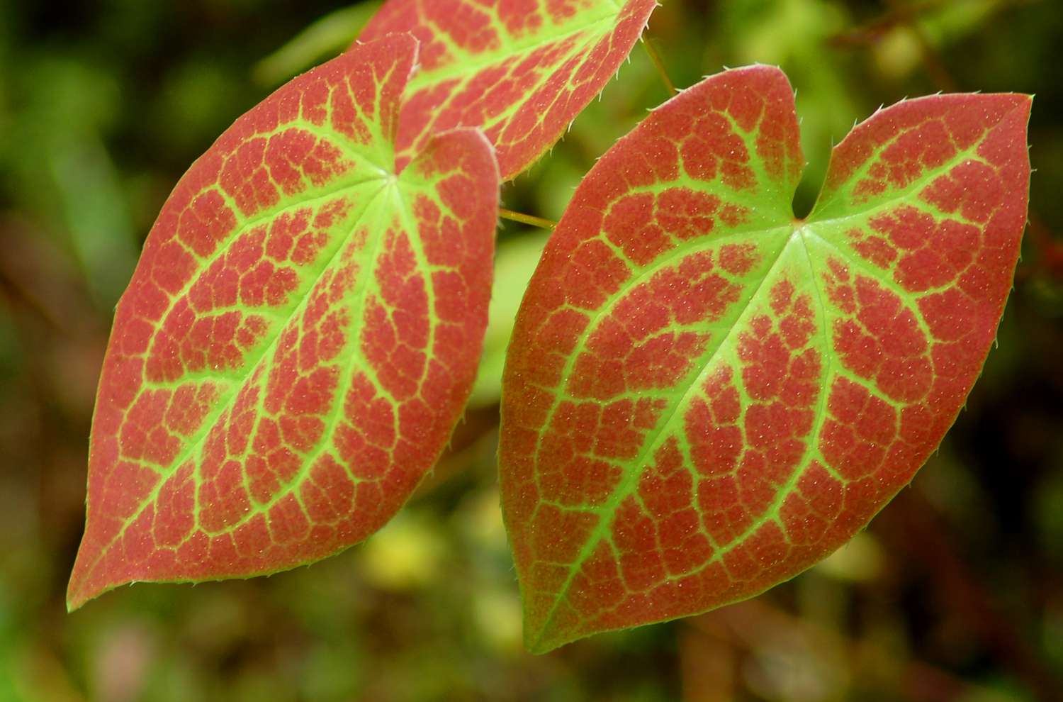 Primer plano del follaje de Epimedium x versicolor.