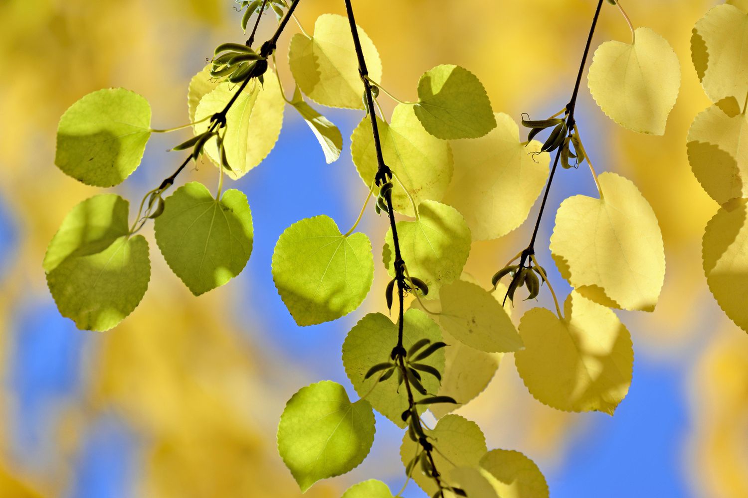 Árbol Katsura con hojas verdes y hojas amarillas.