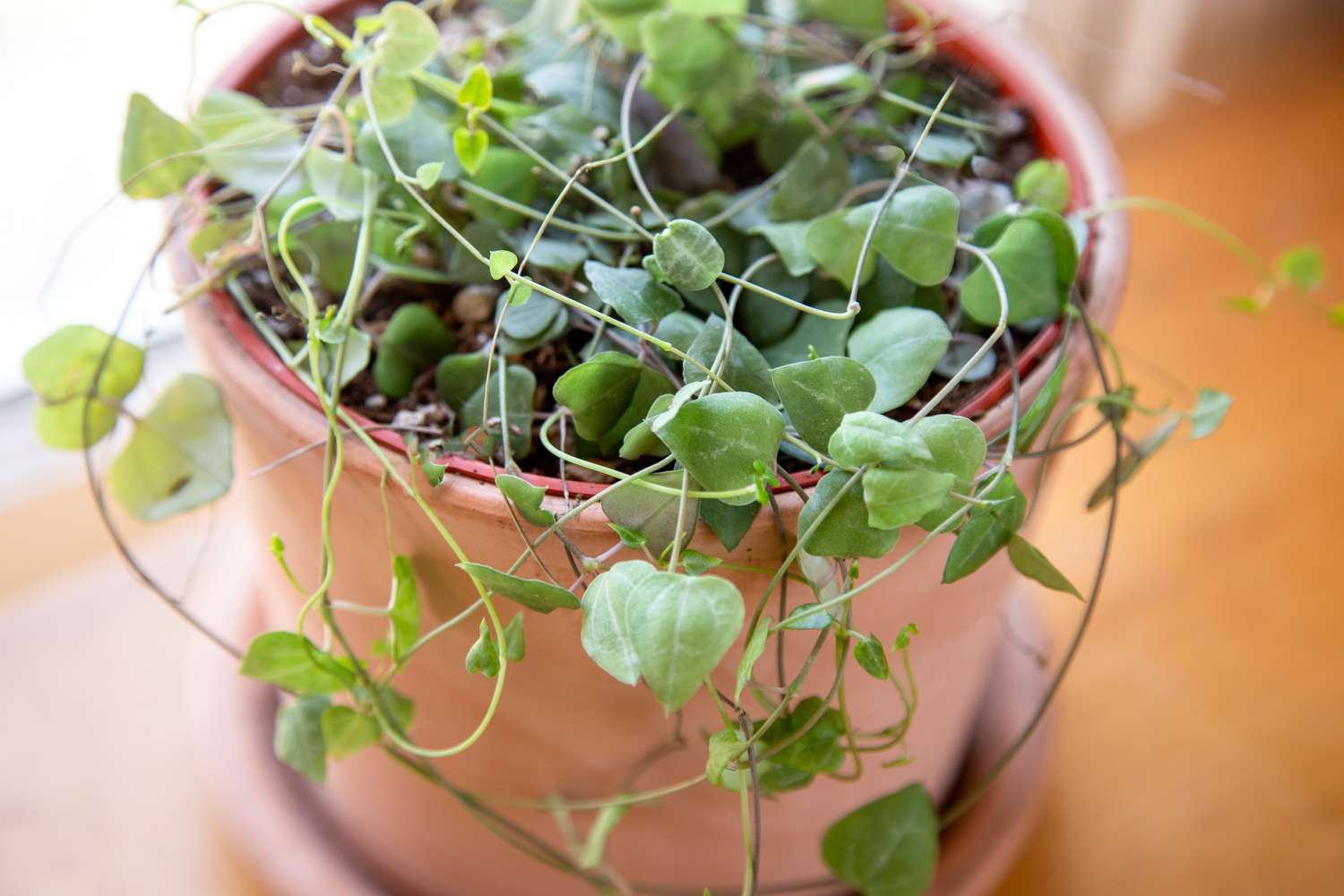 cadena de plantas de corazones