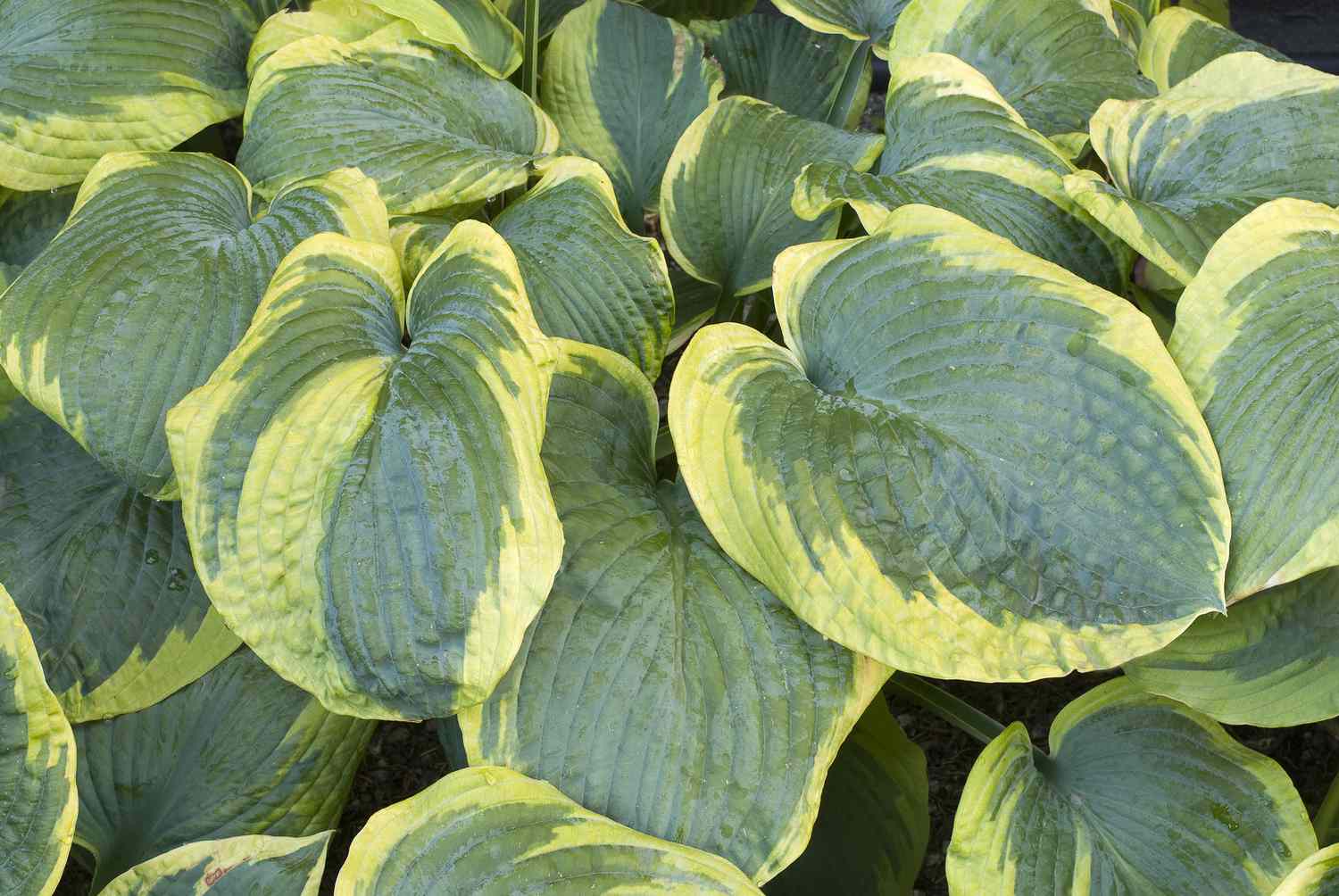 Hojas variegadas de la planta de hosta Frances Williams.