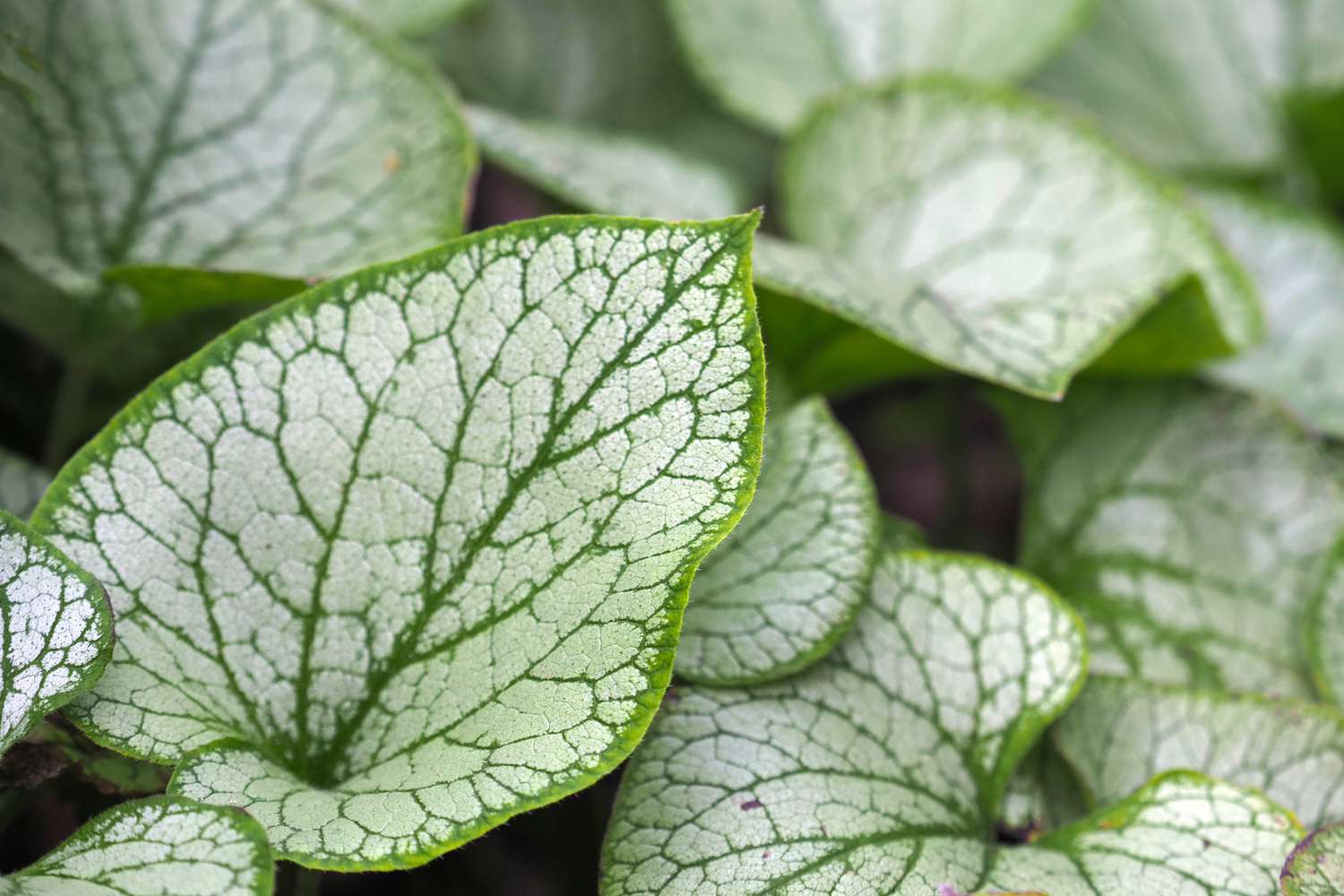 Closeup of heart-shaped foliage of Jack Frost cultivar of Brunnera.