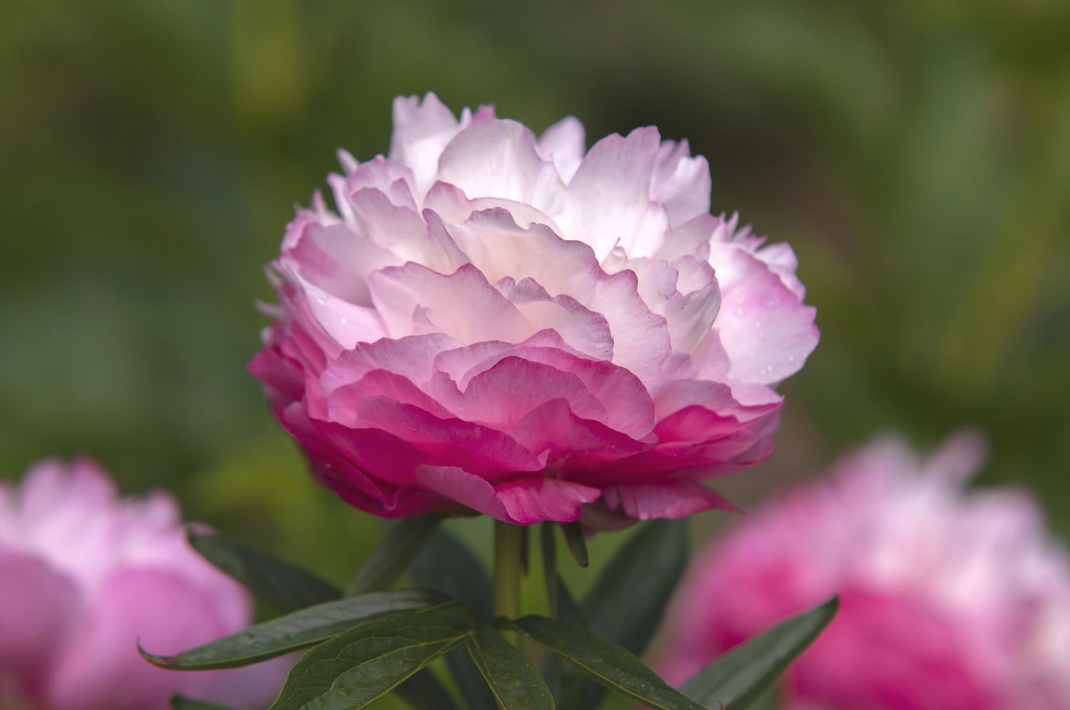 Joker peony