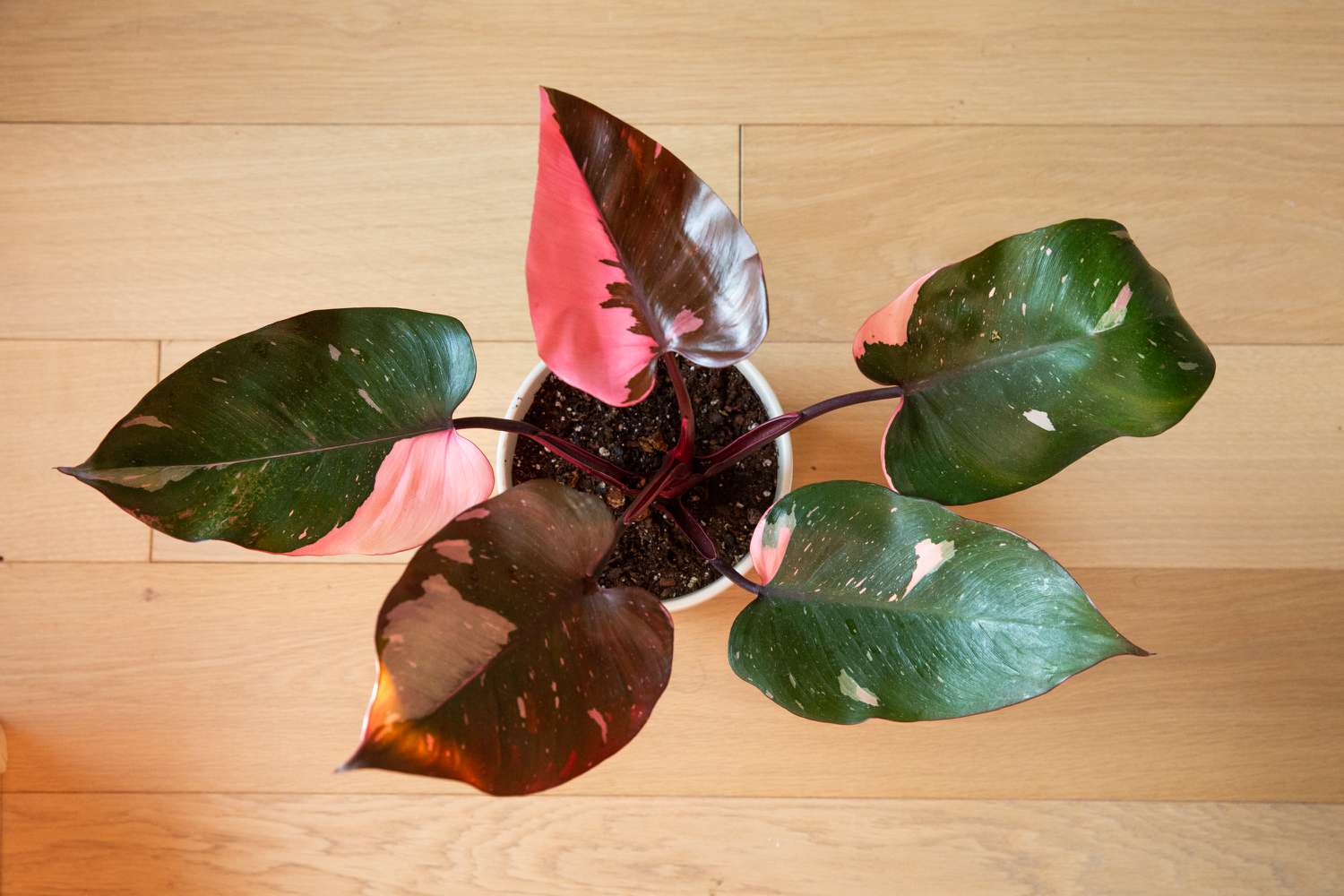 Planta filodendro princesa rosa con hojas variegadas rosas y verdes sobre suelo de madera