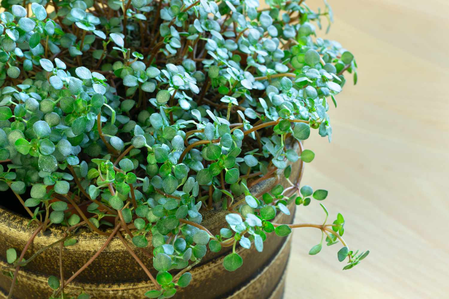 Nahaufnahme einer Pilea glauca Pflanze mit kleinen grünen Blättern und bräunlich-roten Stängeln in einem braunen Topf 