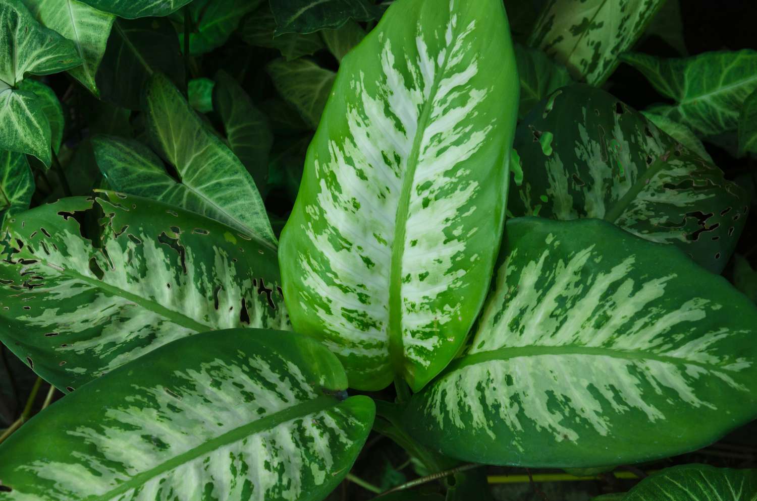 Gros plan sur les feuilles panachées du Dieffenbachia seguine