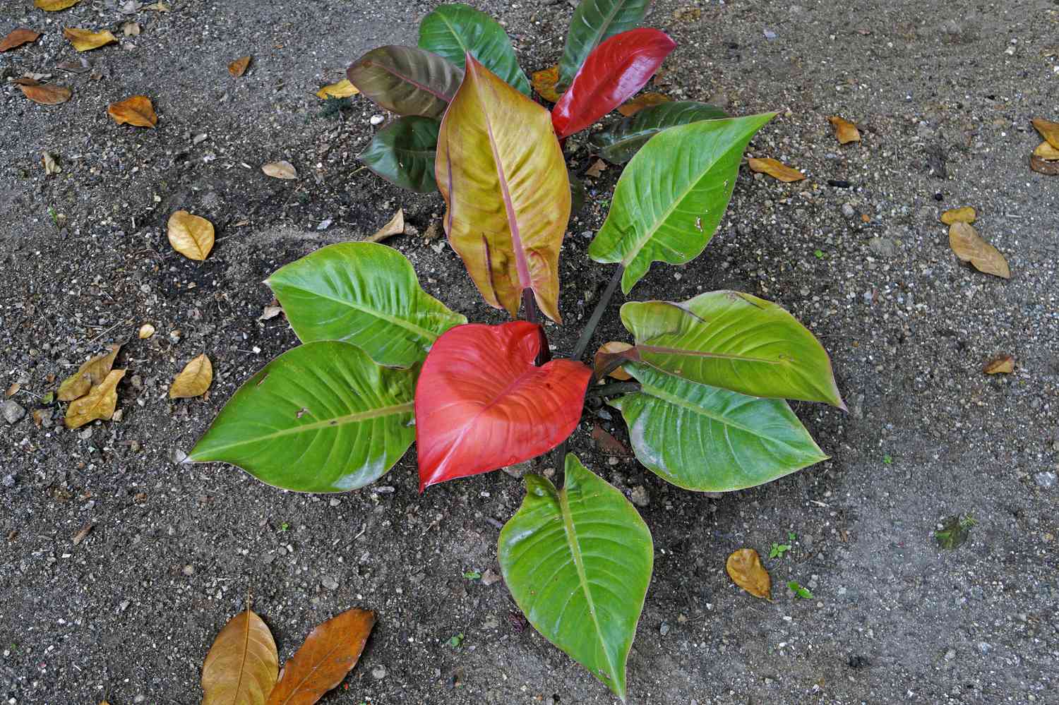 Draufsicht auf Philodendron kaiserrot mit roten und goldenen herzförmigen Blättern in der Mitte und grünen äußeren Blättern