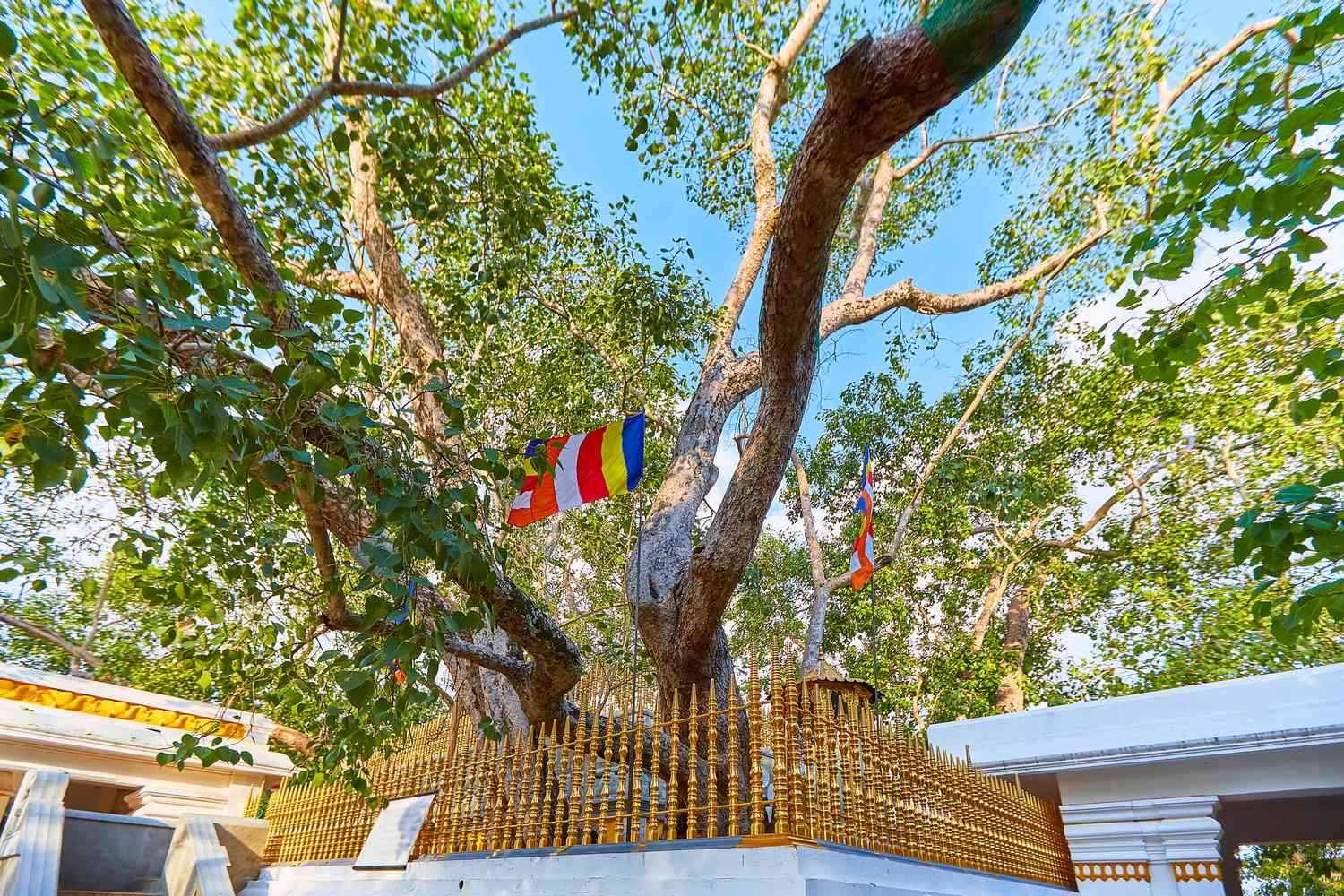 Jaya Sri Maha Bodhi est un figuier sacré dans les jardins de Mahamewna, Anuradhapura. Un lieu sacré pour les bouddhistes du Sri Lanka