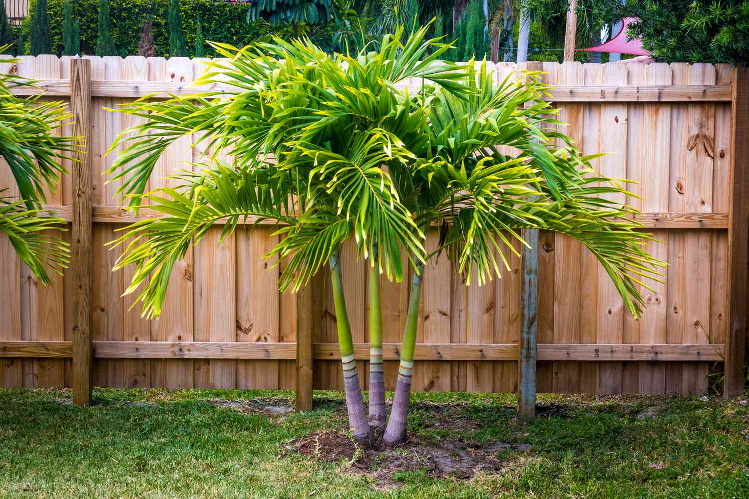 Spindle palm trees