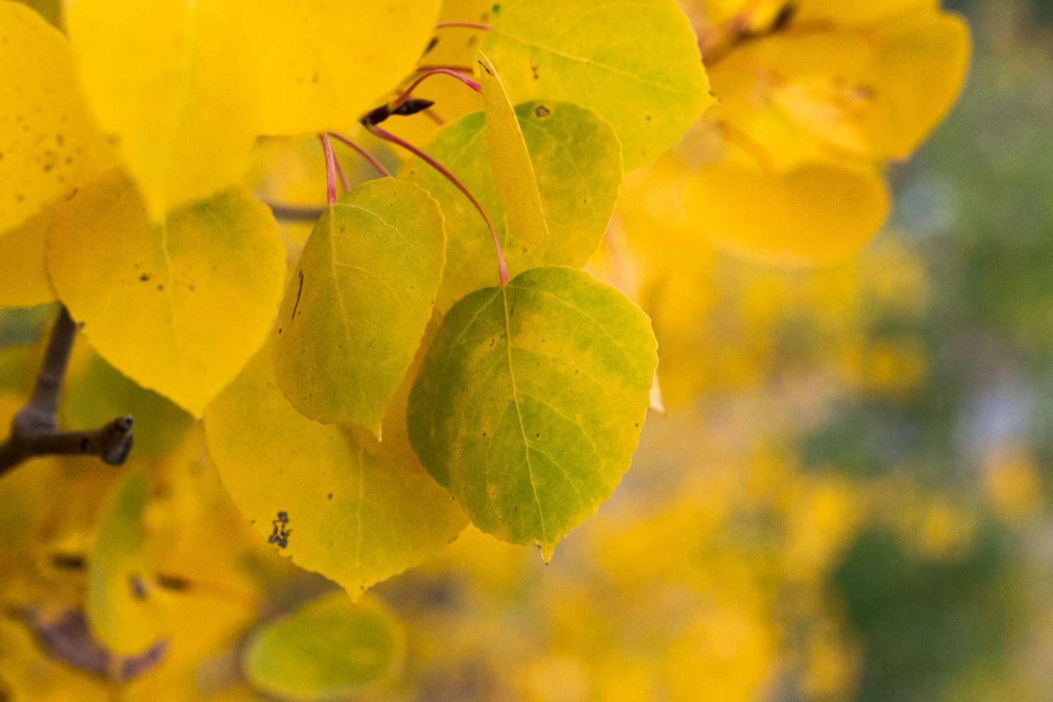 Primer plano de álamo temblón con pequeñas hojas de color amarillo dorado