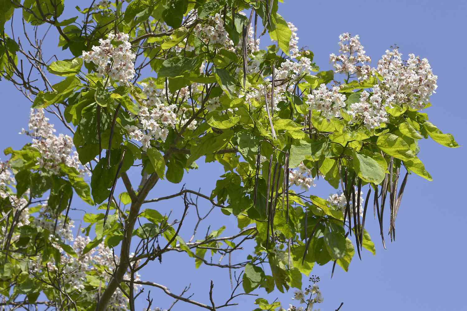 Catalpa tree displaying flowers, large leaves and seed pods against a blue sky