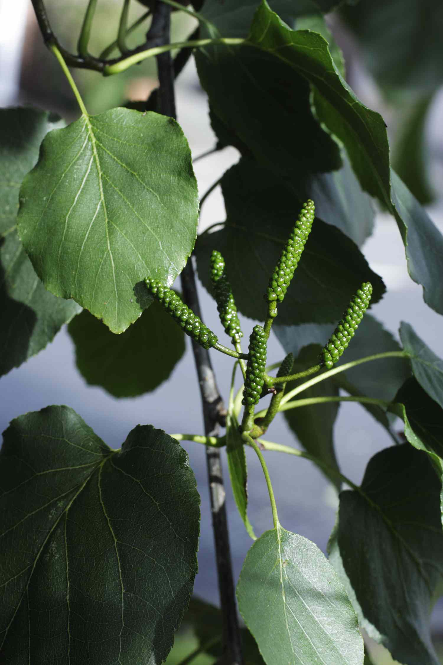 Italienischer Erlenbaum Alnus cordata männliche Kätzchen und geformtes Blatt