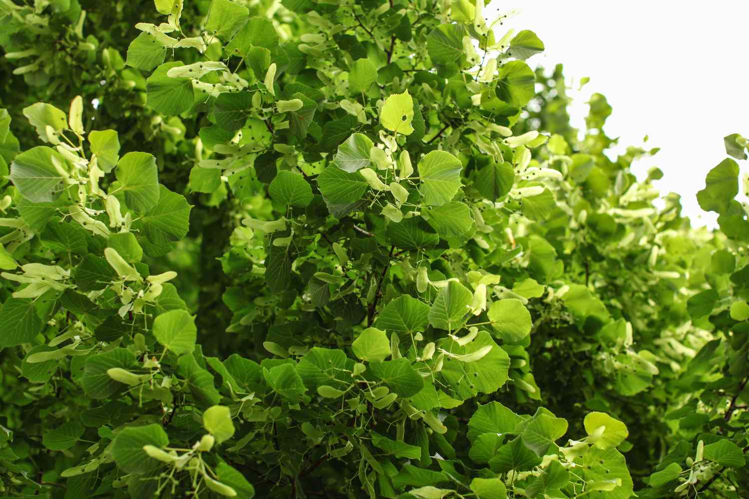 Tilleul à petites feuilles (Tilia cordata), détail sur les branches couvertes de feuilles et de fruits.