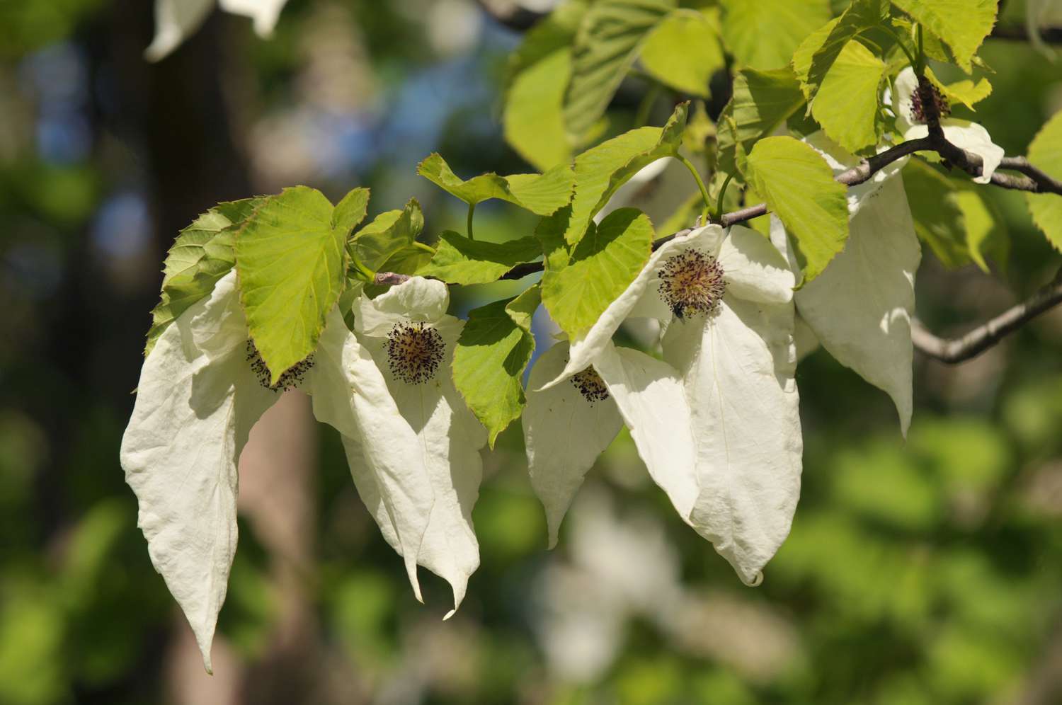 Branche de colombier à feuilles cordées et grandes bractées blanches pendantes avec anthères rougeâtres au soleil