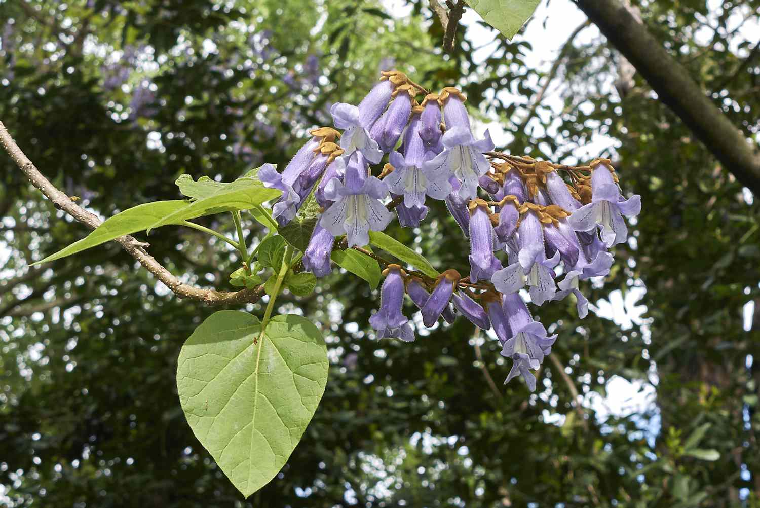 Blüten und Blätter an einer Paulownia tomentosa.