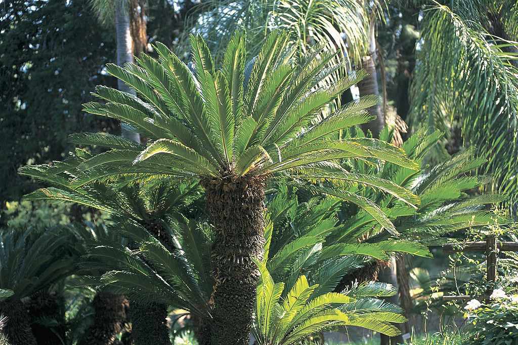 Sago palm tree