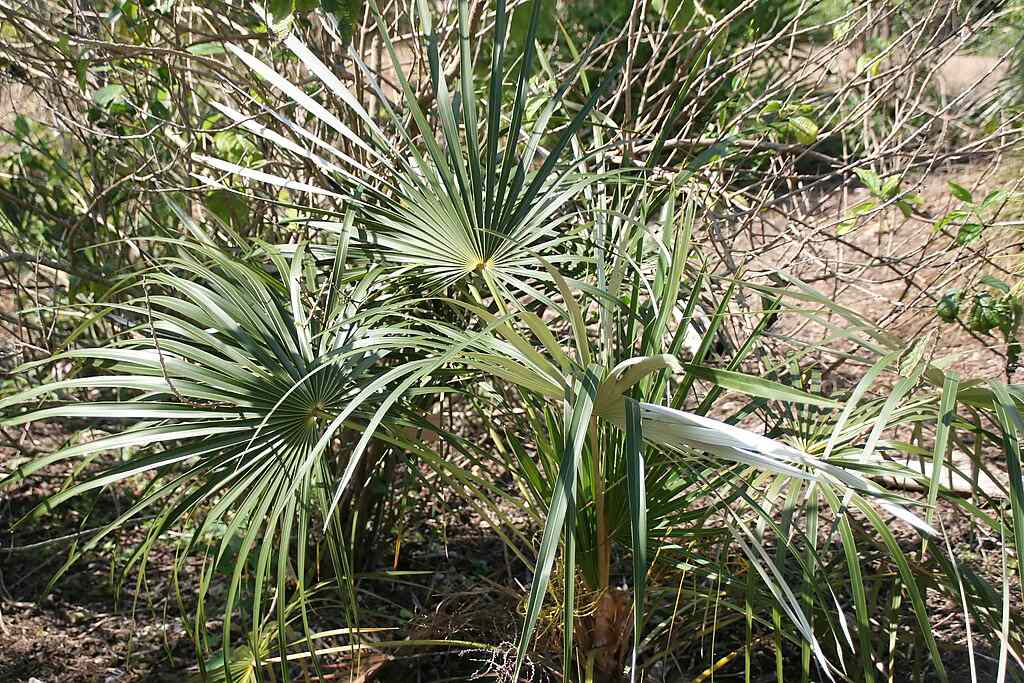 Puerto Rican thatch palm