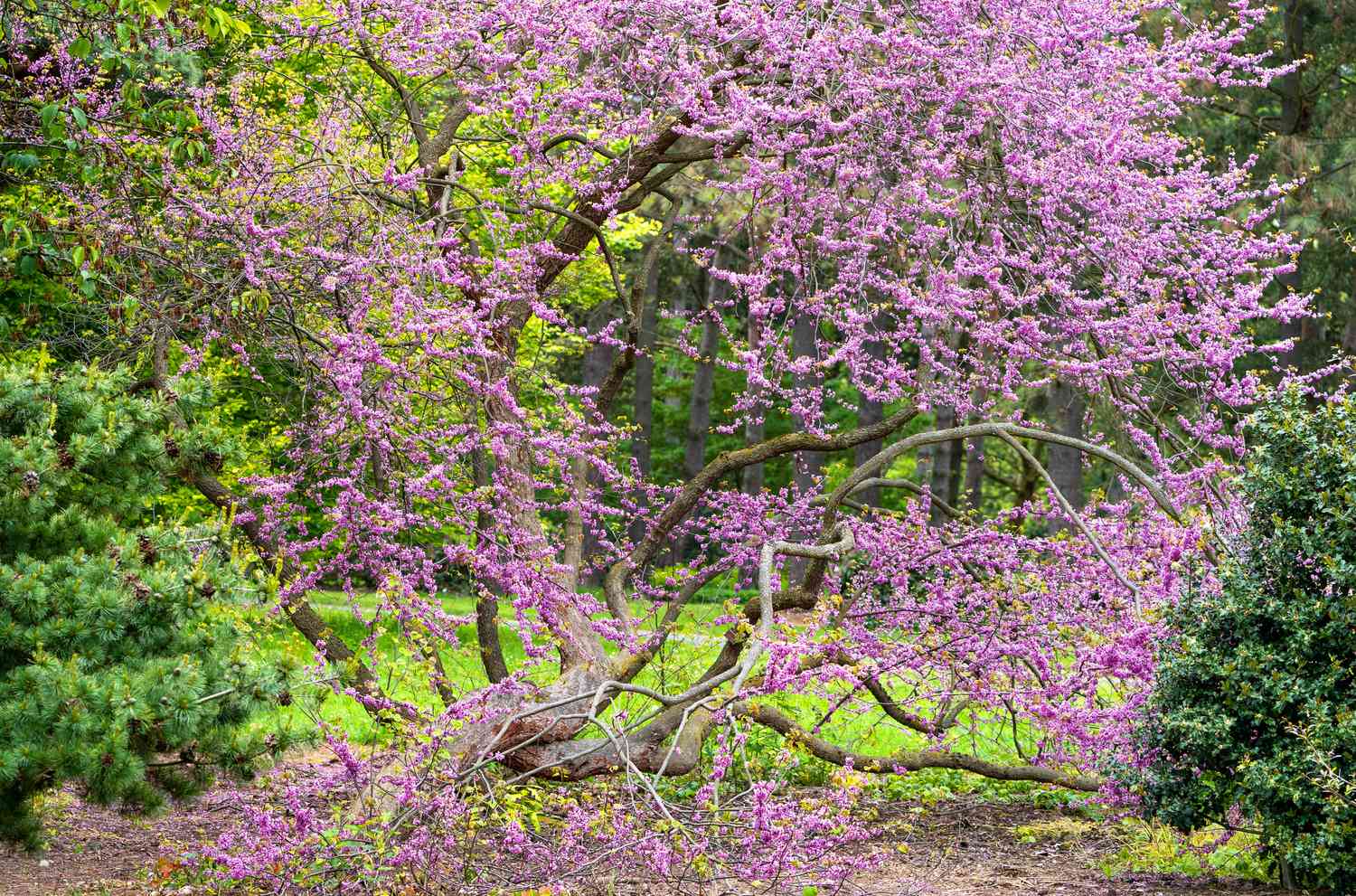 Árbol de redbud oriental