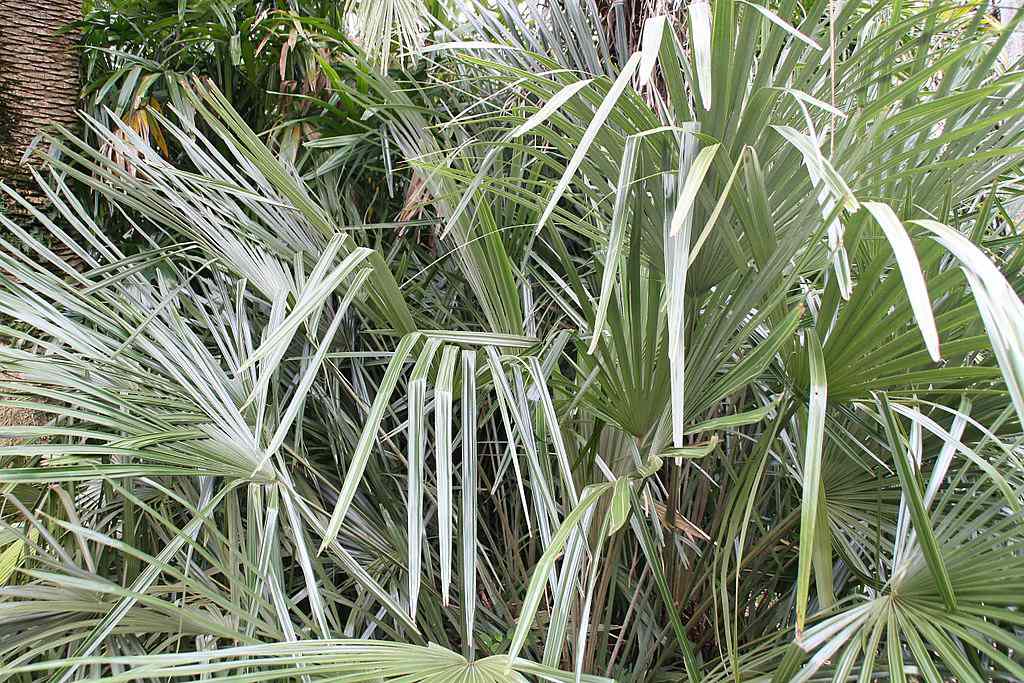 Palmeira-agulha