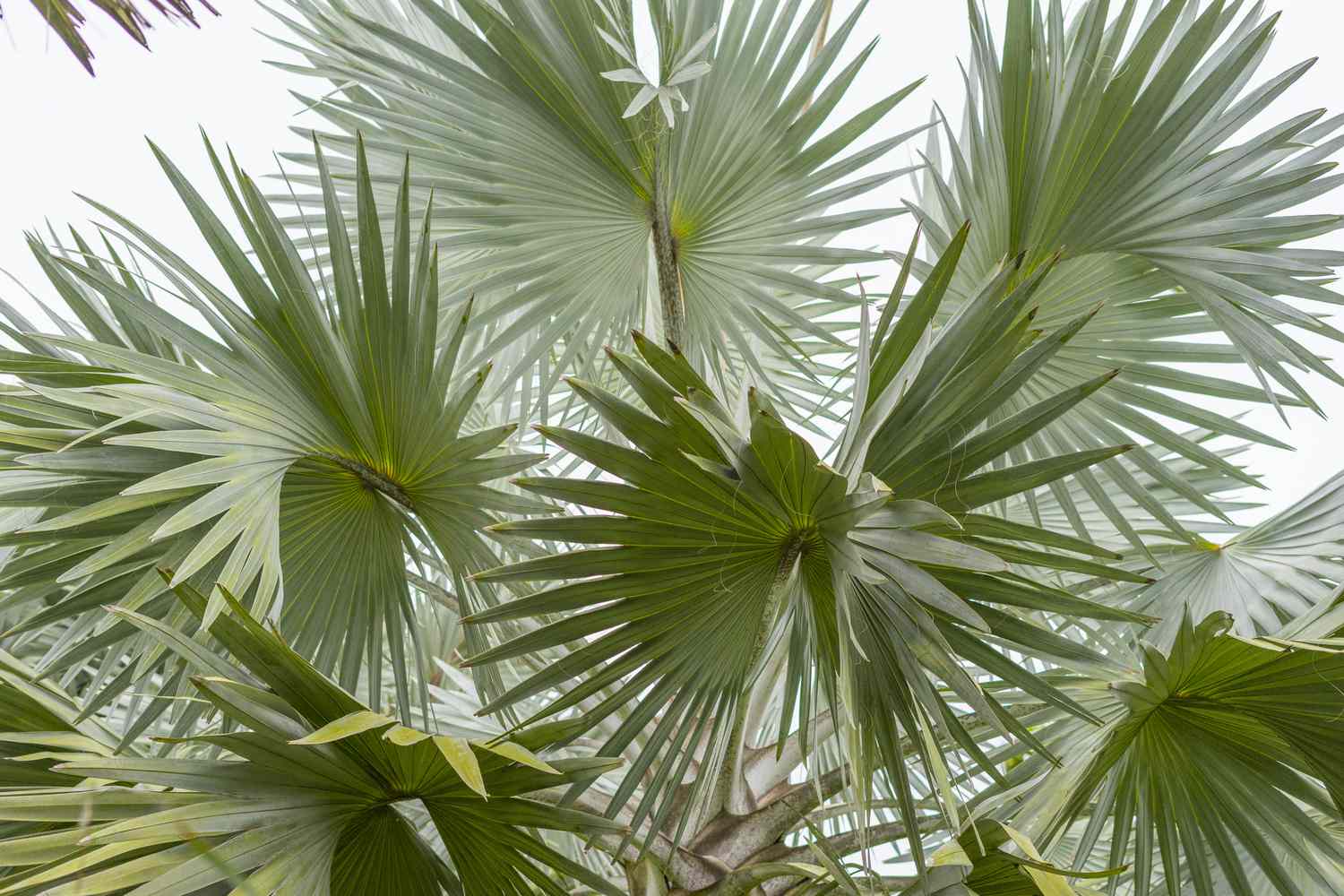 Palmera latan azul