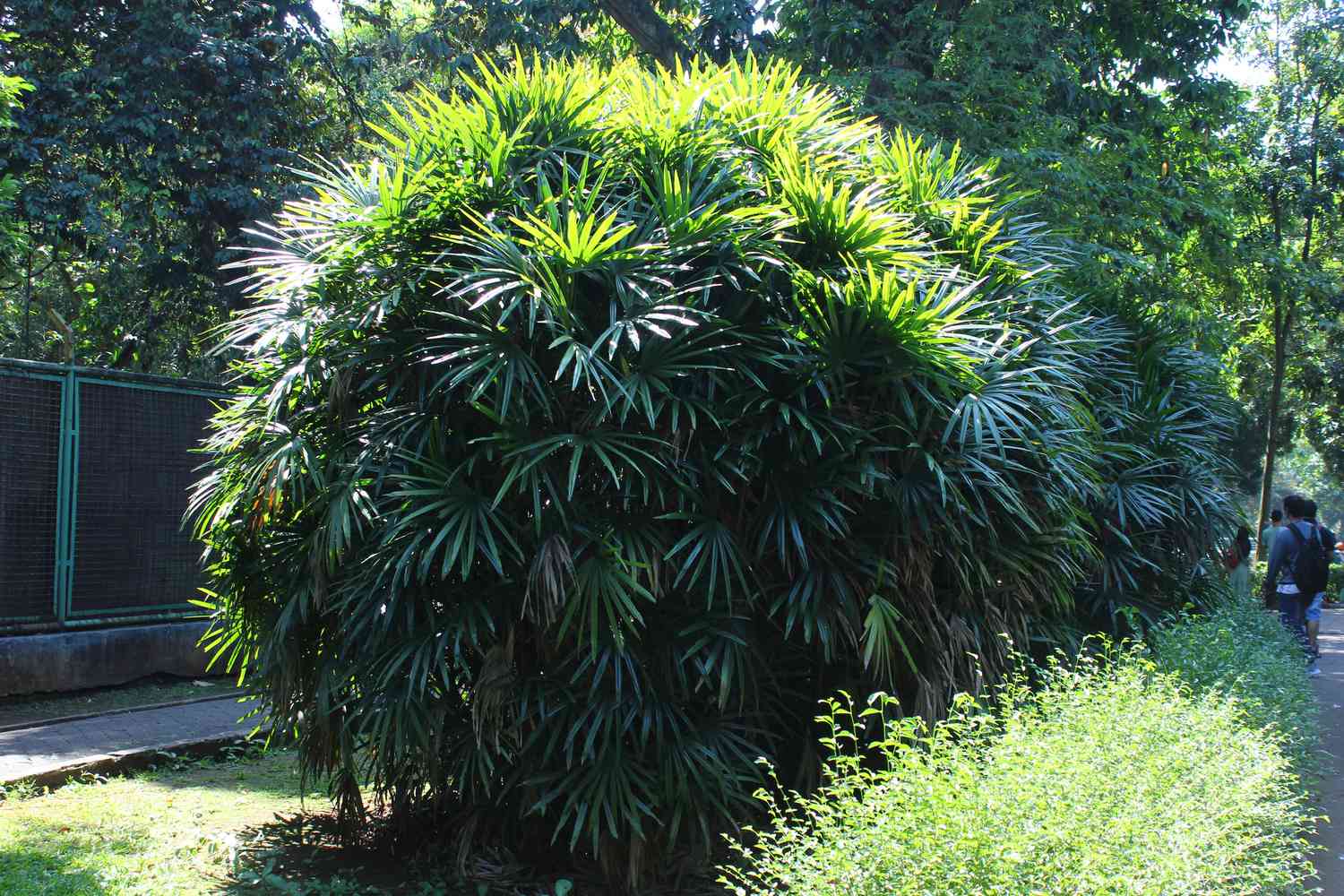 Lady palm
