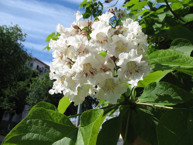 Die Südliche Catalpa ist der allgemeine Name für Catalpa Bignonioides.