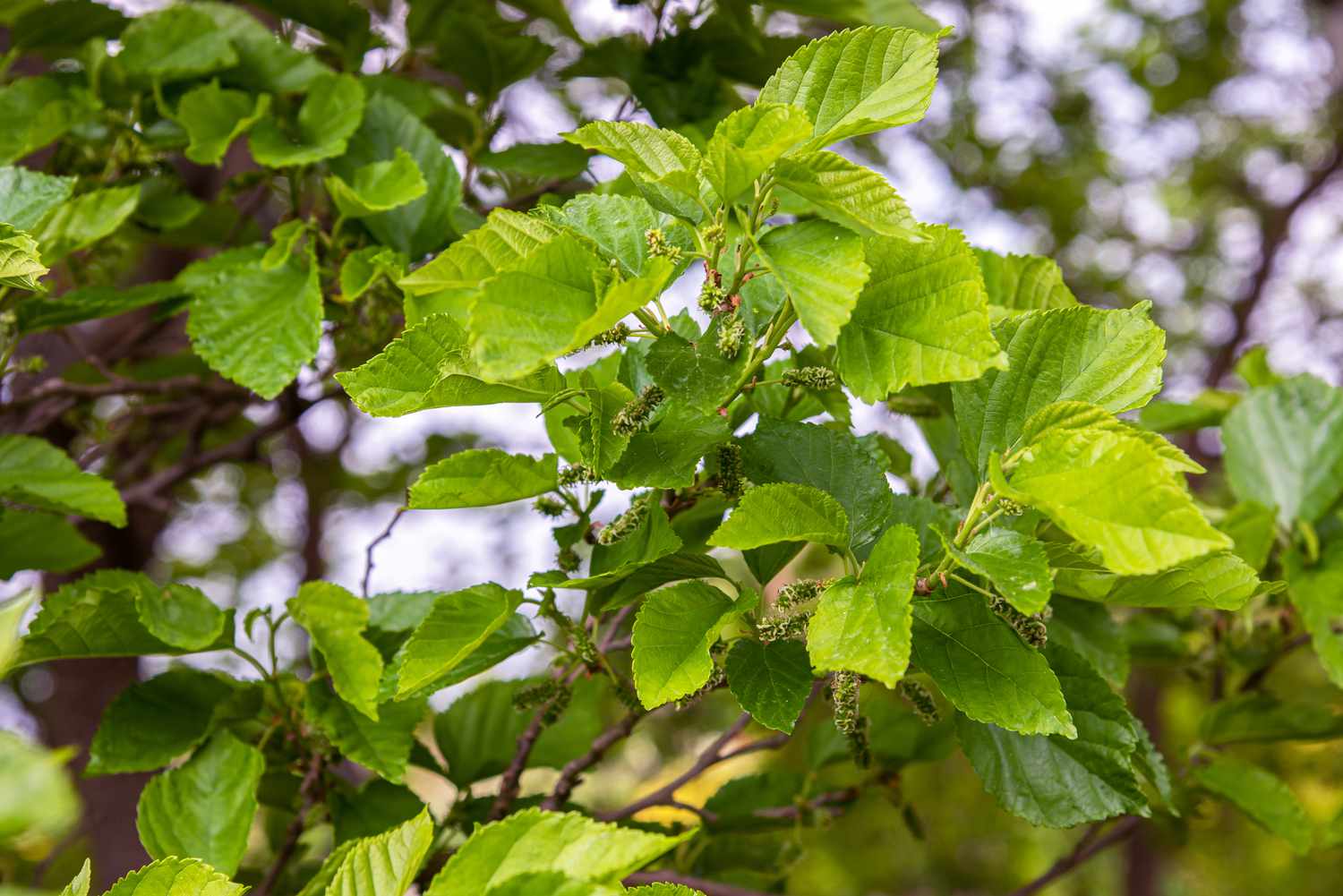 Weißer Maulbeerbaumzweig mit leuchtend grünen Blättern und neuen Früchten